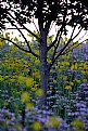 Picture Title - Little tree on the prairie