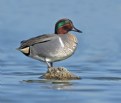 Picture Title - Green-winged Teal