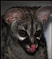 Picture Title - Lovely Licking Genet