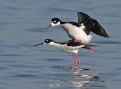 Picture Title - Mating Dance of the Black-necked Stilt