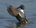 Picture Title - Northern Shoveler