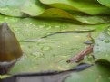 Picture Title - trough the eyes of a toad