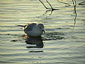Picture Title - Bathing Bird