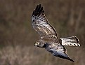 Picture Title - Northern Harrier