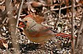 Picture Title - female cardinal 