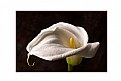 Picture Title - calla