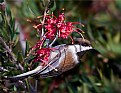 Picture Title - Chickadee