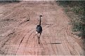 Picture Title - On the Run ! The Rhea Americana or Greater Rhea