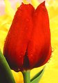 Picture Title - Tulip with Early Morning Raindrops