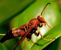 Picture Title - Hornet