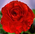 Picture Title - Red Ranunculus