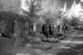 Picture Title - Infrared Cemetary