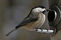 Picture Title - chickadee