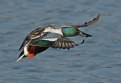 Picture Title - Northern Shoveler