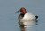 Canvasback