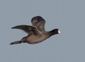 Picture Title - American Coot