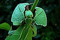 Picture Title - leaf insect...