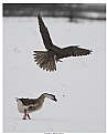 Picture Title - Fight of a falcon and the goose!
