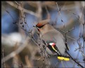 Picture Title - Bohemian Waxwing