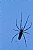 giant wildspider