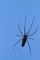 Picture Title - giant wildspider