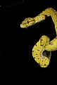 Picture Title - Green Tree Python