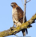 Picture Title - Red_Tailed Hawk