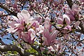 Picture Title - magnolia