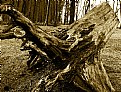 Picture Title - The Dead Tree