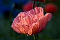 Picture Title - papaver