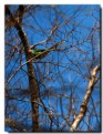 Picture Title - Parrot for Nicki