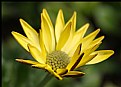 Picture Title - African Daisy Yellow
