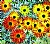 Little Flowers
