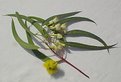 Picture Title - Eucalyptus Blossom