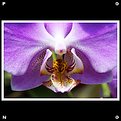 Picture Title - Orchid