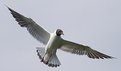 Picture Title - Seagull