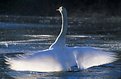 Picture Title - Flapping Feathers