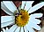 White Spider On White African Daisy