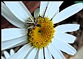 Picture Title - White Spider On White African Daisy