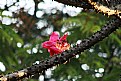 Picture Title - Flower First, Leaf Next