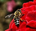 Picture Title - BEE