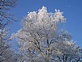 Picture Title - tree in the cold