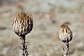 Picture Title - Star-thistle