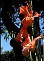 Picture Title - Gladiolus