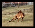 Picture Title - The running dog:)