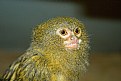Picture Title - Pygmy Marmoset