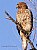 Red-Tailed Hawk