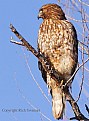 Picture Title - Red-Tailed Hawk