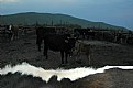 Picture Title - cow