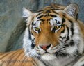 Picture Title - Misty The Tiger
